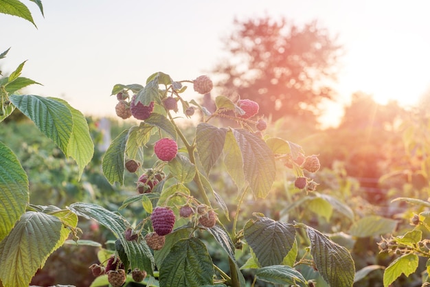 Himbeerwachstum im Garten