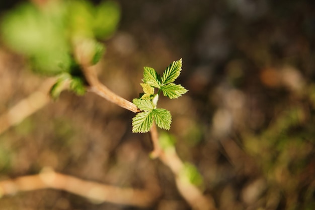 Himbeerzweig mit kleinen jungen Blättern, die unter der Frühlingssonne im Garten blühen