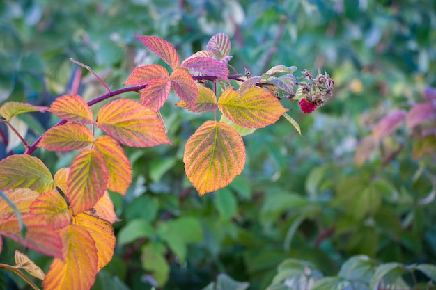 Himbeerzweig mit orangefarbenen Herbstblättern und roten Beeren