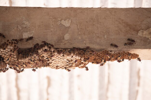 Himenópteros sobre madera. Nido de avispas.