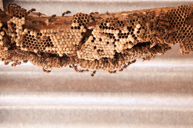 Himenópteros sobre madera. Nido de avispas.