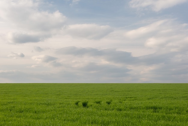 Himmel mit dicken Wolken und Rasenfläche