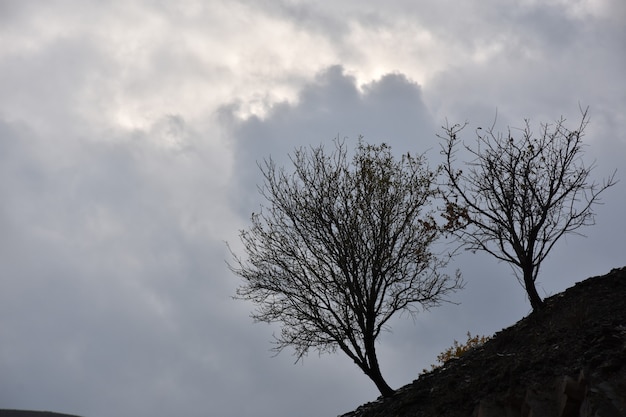 Himmel und Baum Hintergrund