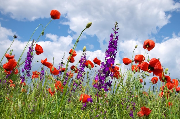 Himmel und Mohnfeld Naturzusammensetzung