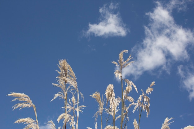 Himmel und Spikes