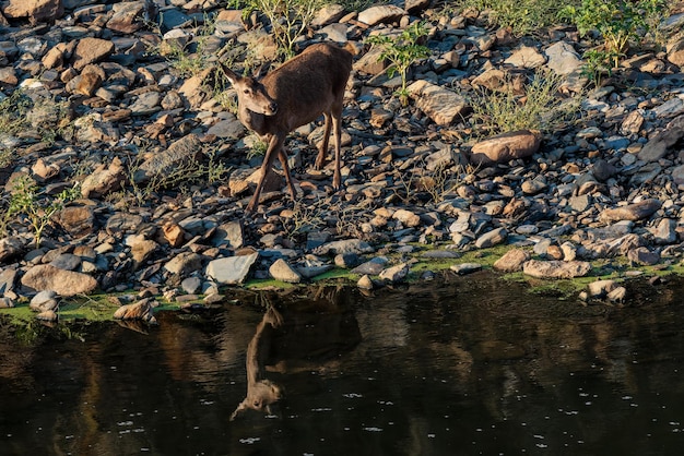 Hind no Parque Nacional de Monfrague. Extremadura. Espanha.