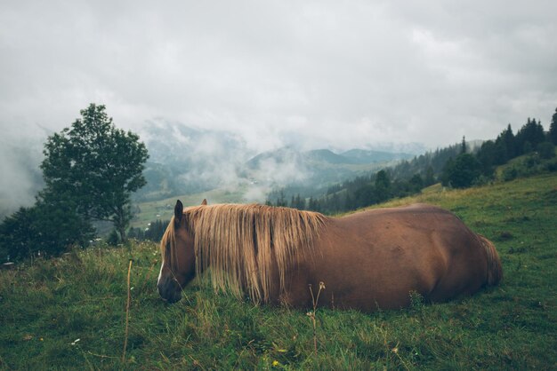 Hinter dem Pferd auf Weideberg