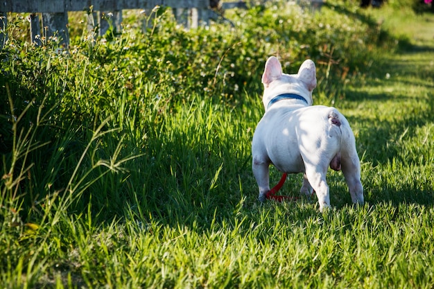 Hintere Ansicht der französischen Bulldogge gehend auf Gras. Glückliches Hundeportrait