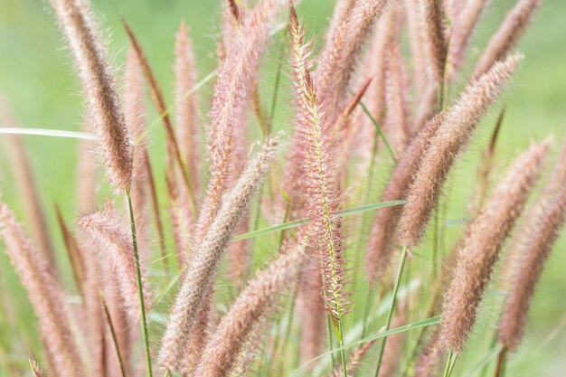 Hintergründe Gras Blumen