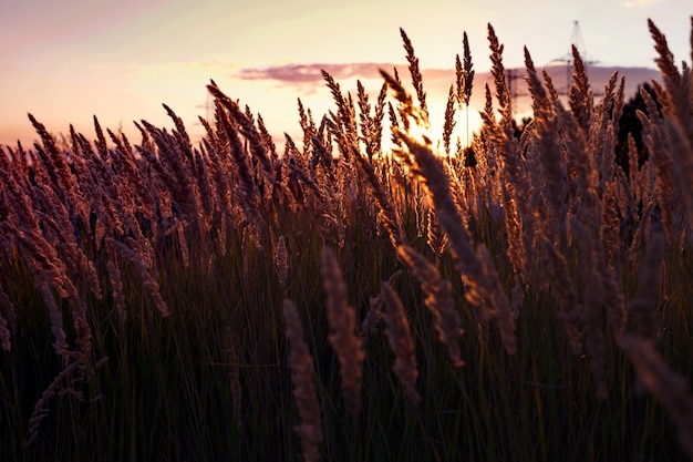 Hintergrund - abstrakte Abendaufnahme mit dem Gras auf dem Feld auf dem Sonnenuntergang