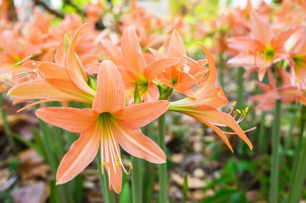 Hintergrund Amaryllisblumen schöne Natur