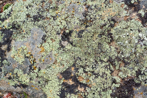 Hintergrund aus alten grünen Flechten auf Steinen. Horizontales Bild.