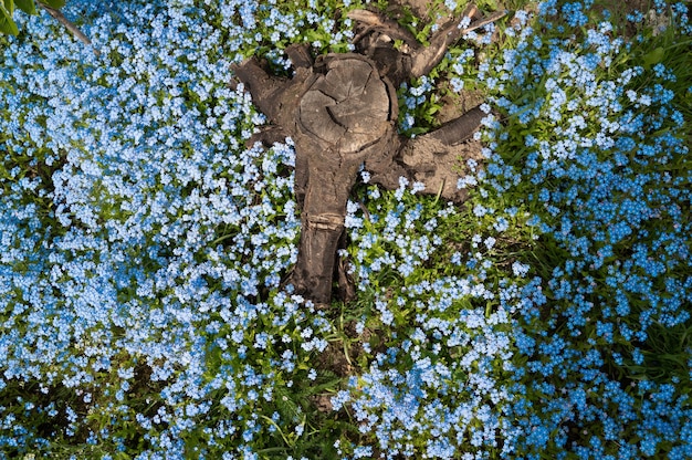 Hintergrund aus blauen Blumen und Stumpf, Ansicht von oben.