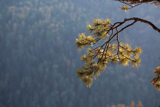 Hintergrund aus dem herbstlichen Wald dunkelgrüne Nadelbäume und gelbe Laubbäume auf dem Kiefernzweig am Berghang im Vordergrund mit Kopierraum