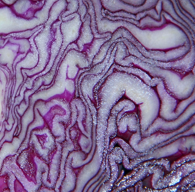 Hintergrund aus der Scheibe Rotkohl Natürliche Textur