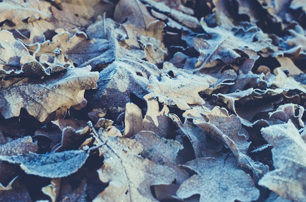 Hintergrund aus gefallenen und gefrorenen Eichenblättern im Frost