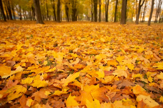 Hintergrund aus gelben Ahornblättern Herbstzeit des Jahres