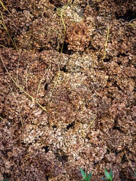 Hintergrund aus getrockneten Blumen, braunen Blütenblättern, Dekorationen aus toten Blumen