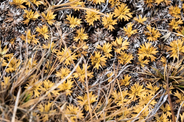 Hintergrund aus getrockneten Blumen