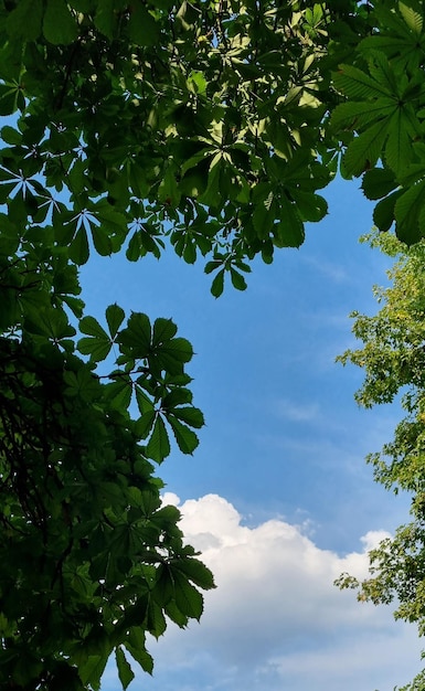 Hintergrund aus grünen Blättern und Himmel.