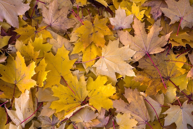 Hintergrund aus Herbstlaub