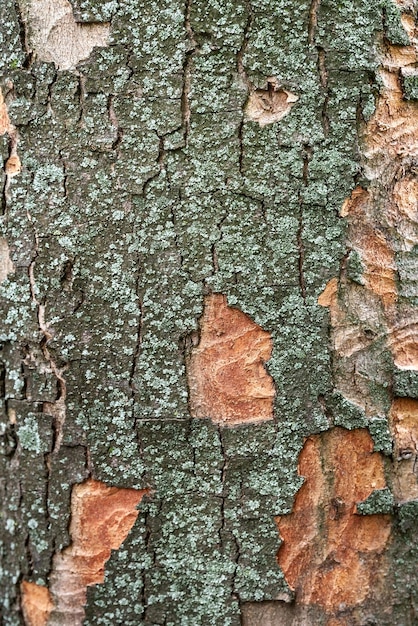 Hintergrund aus Holzrinde Textur aus Holzrinde mit grünem Moos auf einem Baumstamm Selektiver Fokus