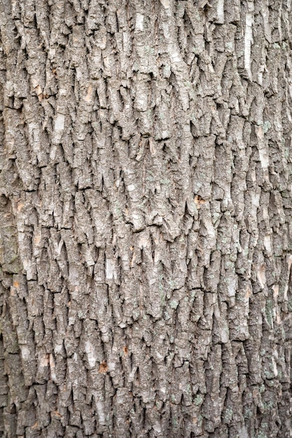 Hintergrund aus Holzrinde Textur der Holzrinde auf einem Baumstamm Selektiver Fokus