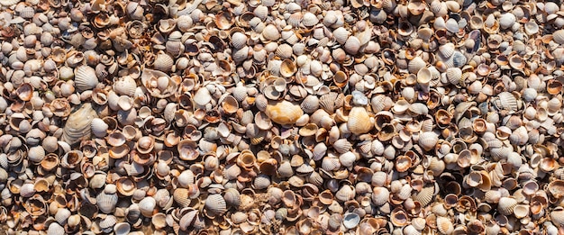 Hintergrund aus Muscheln, viele kleine schöne Muscheln. Ansicht von oben, flach. Banner.