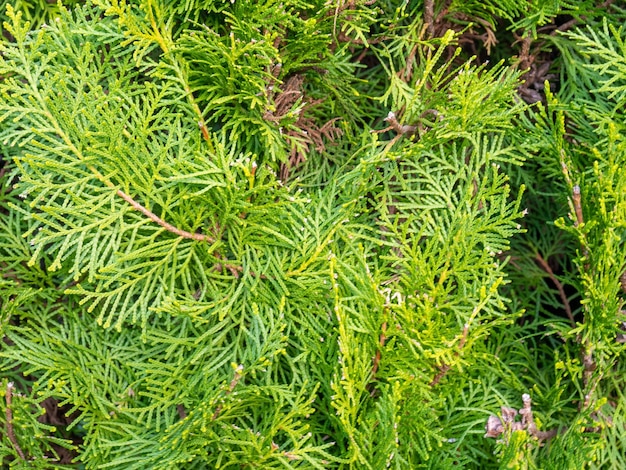 Hintergrund aus Nadelblättern Eine sanfte grüne Pflanze Natürlicher Hintergrund Vegetation im Park