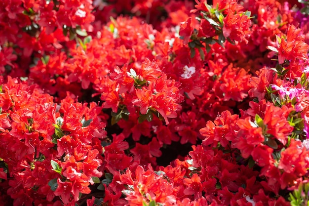 Hintergrund aus roten Azaleenblüten