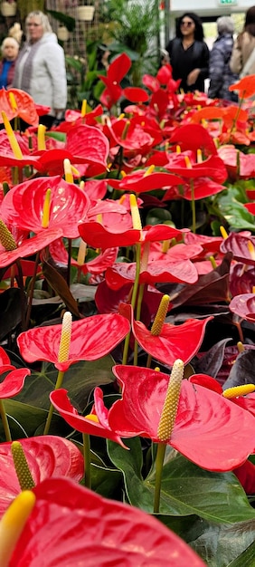 Foto hintergrund aus roten blumen