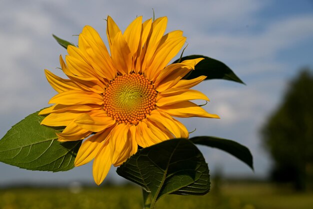 Hintergrund aus schönen gelben Sonnenblumen