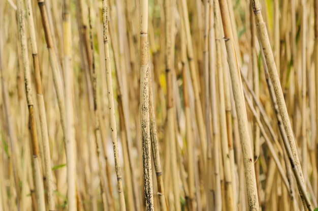 Hintergrund aus trockenem Schilf