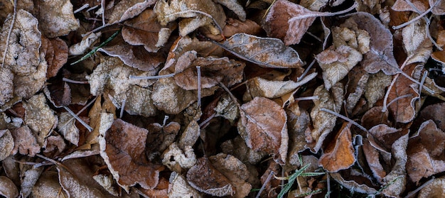 Hintergrund aus trockenen Blättern und Kräutern, die am frühen Morgen mit Raureif bedeckt sind.