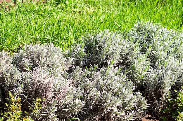 Foto hintergrund aus tropischen pflanzen und gras.