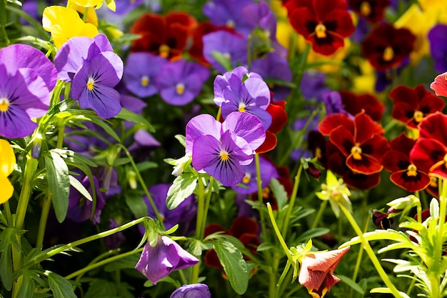 Hintergrund aus verschiedenfarbigen Stiefmütterchen, die im Sonnenschein badenSommerblumengrüne Blätter