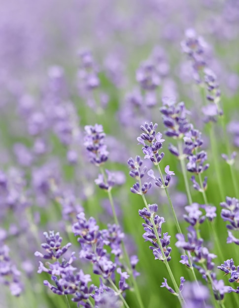 Hintergrund aus violettem Lavendel im Garten