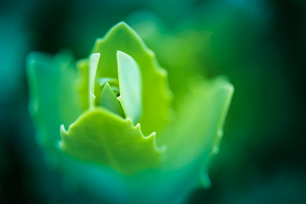 Hintergrund aus zarten hellgrünen Blättern Unscharfer Hintergrund Bokeh Natürlicher natürlicher Hintergrund