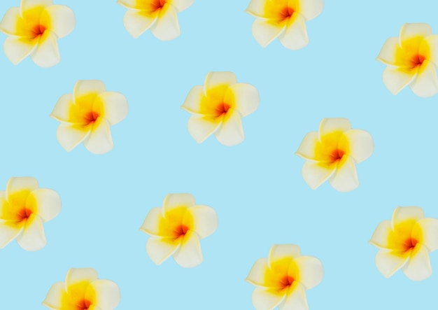 Hintergrund-Banner-Muster mit Blumen Mango weiße Pflanzen auf blauem Hintergrund Flay lag