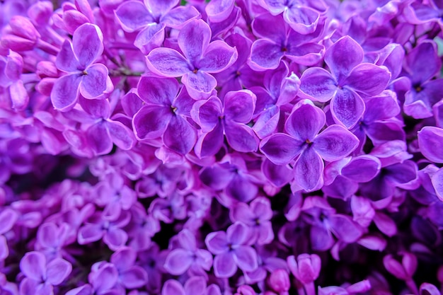 Hintergrund blühender lila Blumen in Nahaufnahme