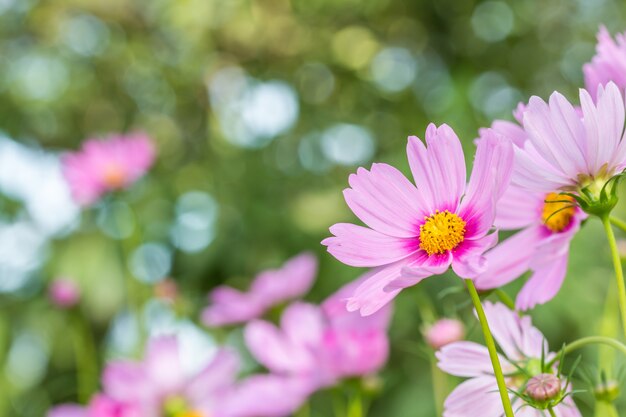 Hintergrund Blumen, rosa Kosmos.