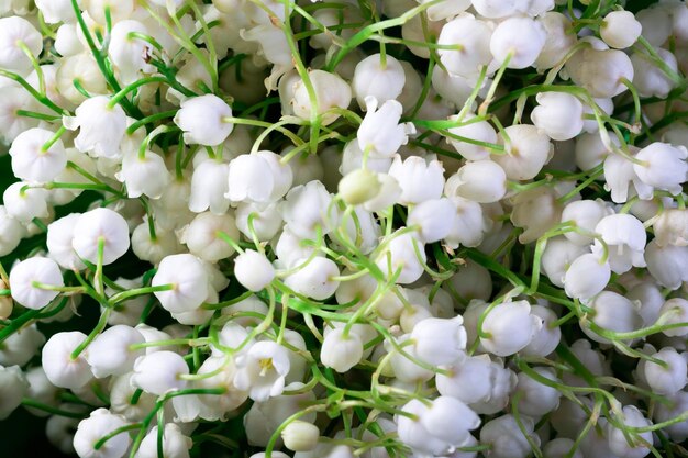 Hintergrund Blumenstrauß Maiglöckchen blühen Makrofoto Natur