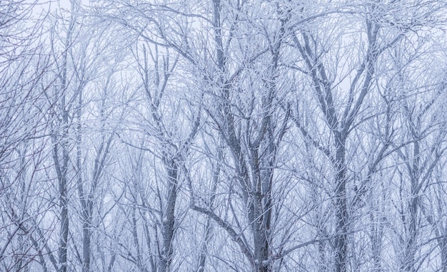 Hintergrund der Äste mit Frost bedeckt Landschaft der Natur mit Nebel und weißem Schnee