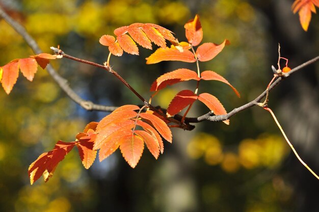 Hintergrund der Autumn Leaves