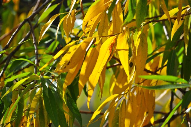 Hintergrund der Autumn Leaves