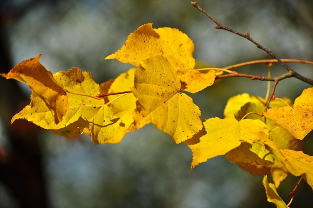 Hintergrund der Autumn Leaves