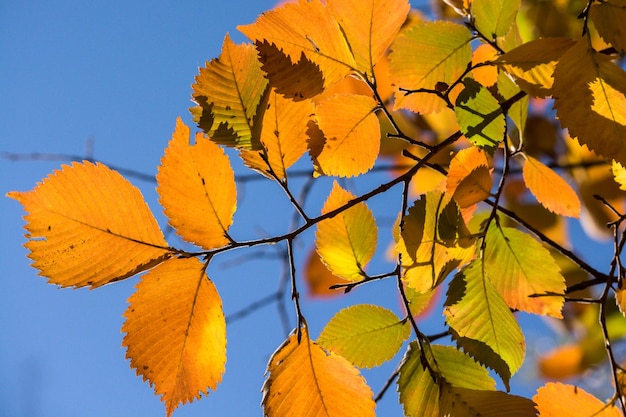 Hintergrund der Autumn Leaves