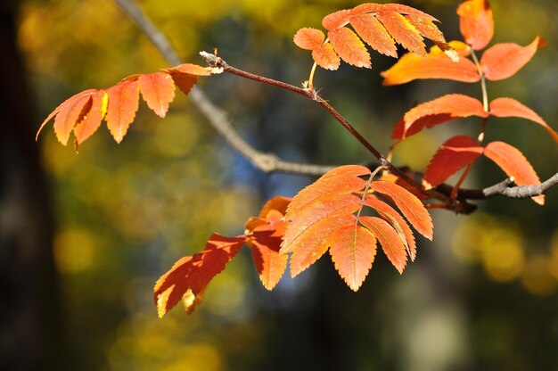 Hintergrund der Autumn Leaves