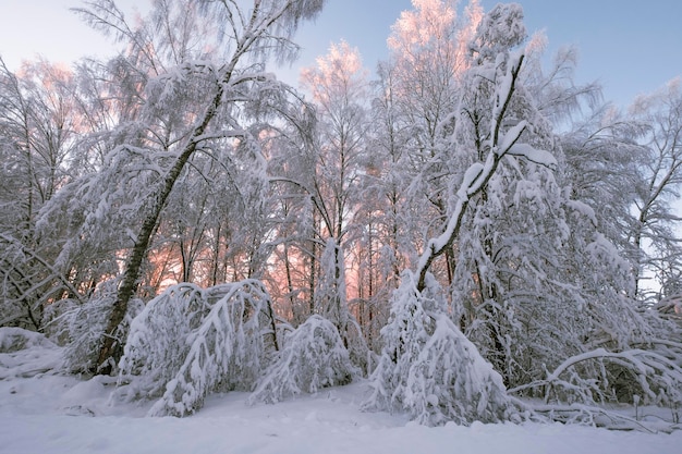 Hintergrund der Bäume im Schnee nach einem Schneefall auf dem Hintergrund des Sonnenuntergangs Schöne Winterlandschaft