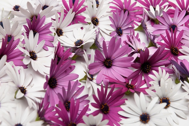 Hintergrund der Blume des rosafarbenen und weißen Gänseblümchens.